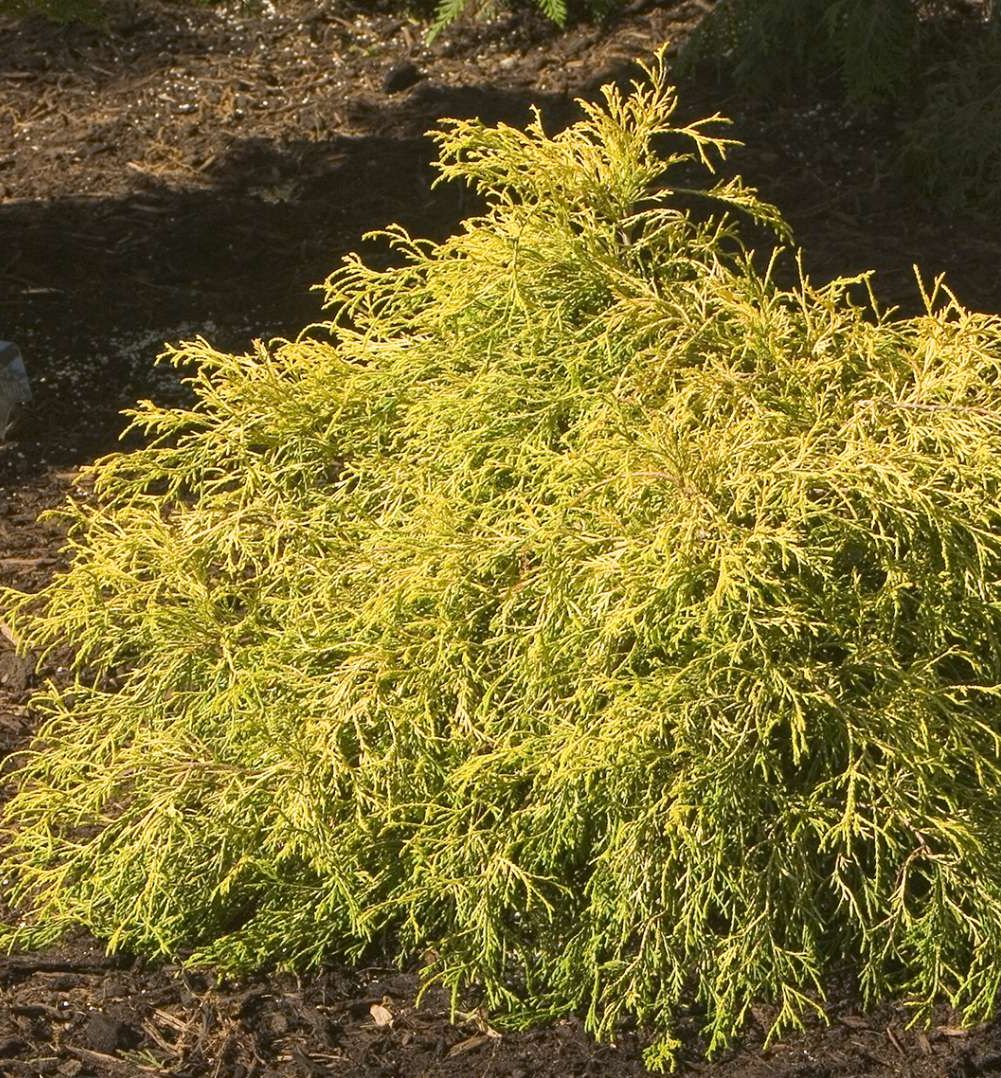 Gold Mops Falsecypress Natorp's Online Plant Store